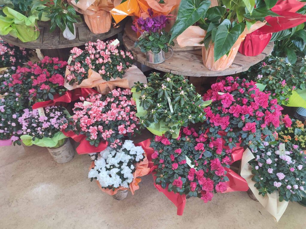 Plantes fleuries en pot, fleuriste à Bapaume