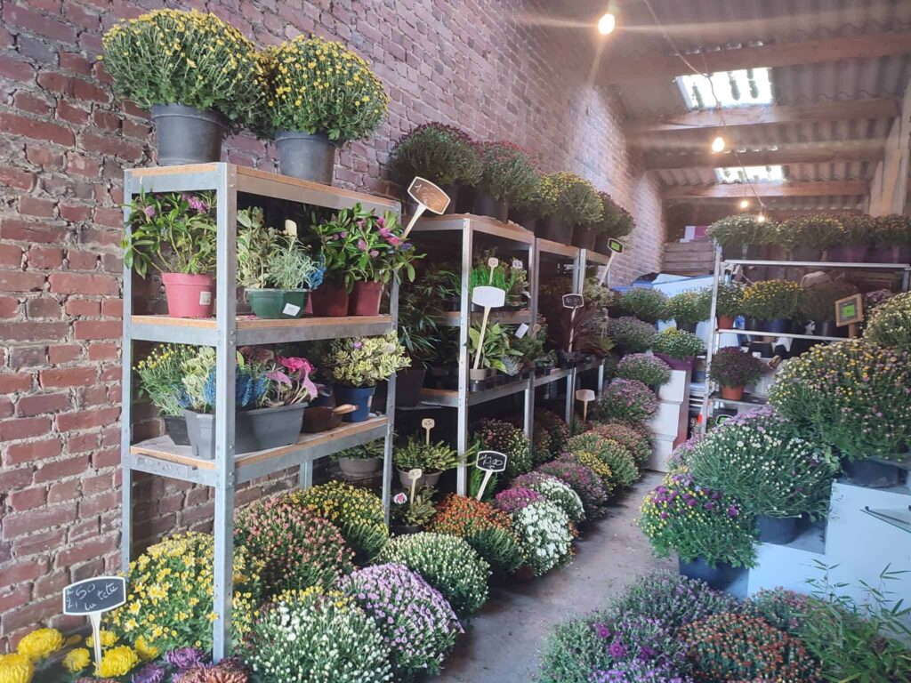 Plantes et floraisons de saison dans la boutique La Roseraie à Bapaume